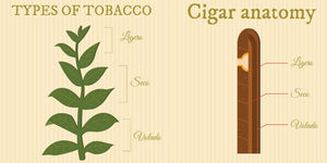 Anatomie d’un Cigare : comprendre la composition et la structure d’un cigare