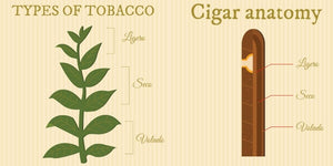 Composition d'un cigare : cape, sous-cape, tripe expliques | Cigare  Gentleman
